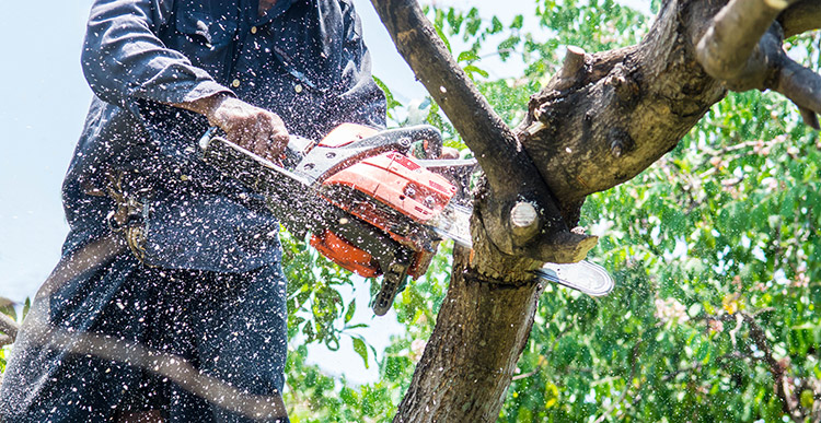 Kookaburra Crown Reduction Tree Services